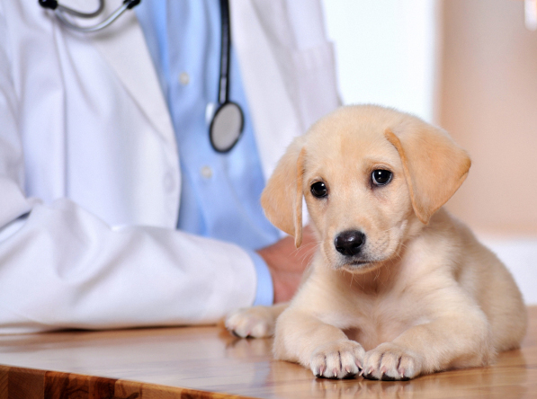Beatrice, NE. Pet Clinic Insurance